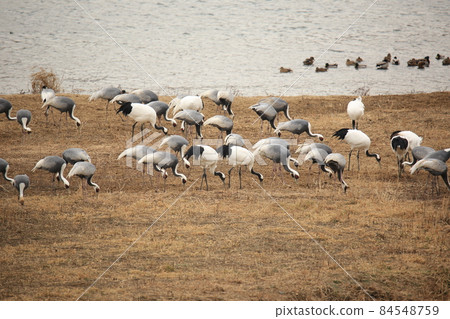 江原道。鐵原郡。鶴。候鳥。鳥類。 84548759