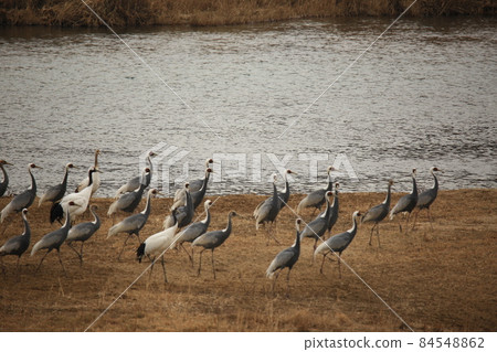 Gangwon-do. Cheorwon-gun. Cranes. Migratory birds. Birds. Gangwon-do. Cheorwon-gun. Cranes. Migratory birds. Birds. 84548862