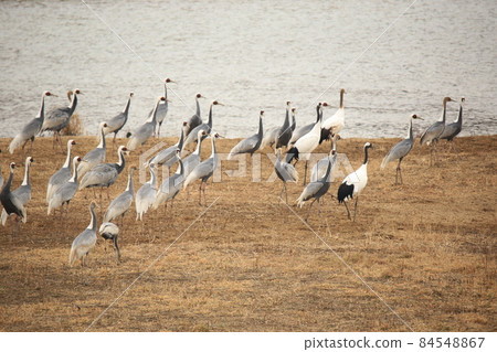 Gangwon-do. Cheorwon-gun. Cranes. Migratory birds. Birds. Gangwon-do. Cheorwon-gun. Cranes. Migratory birds. Birds. 84548867