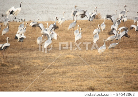 Gangwon-do. Cheorwon-gun. Cranes. Migratory birds. Birds. Gangwon-do. Cheorwon-gun. Cranes. Migratory birds. Birds. 84548868
