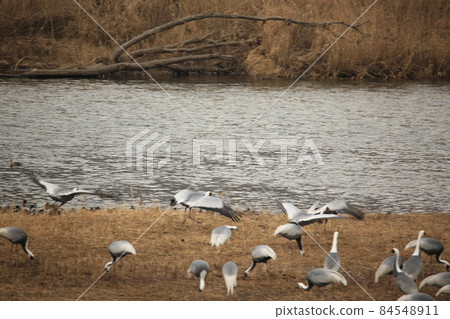 Gangwon-do. Cheorwon-gun. Cranes. Migratory birds. Birds. 84548911