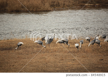 Gangwon-do. Cheorwon-gun. Cranes. Migratory birds. Birds. 84548915