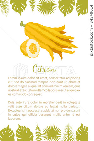 Citron Exotic Juicy Large Fragrant Citrus Fruit 84549014