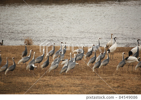 Gangwon-do. Cheorwon-gun. Cranes. Migratory birds. Birds. Gangwon-do. Cheorwon-gun. Cranes. Migratory birds. Birds. 84549086