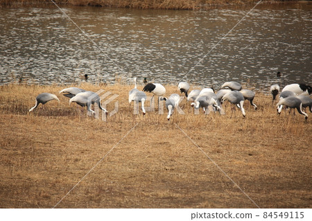 Gangwon-do. Cheorwon-gun. Cranes. Migratory birds. Birds. 84549115