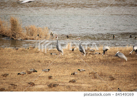 Gangwon-do. Cheorwon-gun. Cranes. Migratory birds. Birds. Gangwon-do. Cheorwon-gun. Cranes. Migratory birds. Birds. 84549169