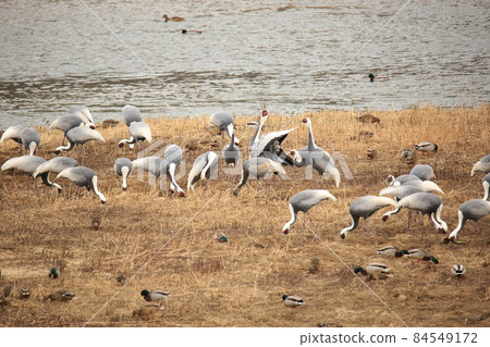 Gangwon-do. Cheorwon-gun. Cranes. Migratory birds. Birds. 84549172