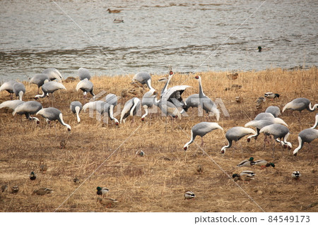 Gangwon-do. Cheorwon-gun. Cranes. Migratory birds. Birds. Gangwon-do. Cheorwon-gun. Cranes. Migratory birds. Birds. 84549173