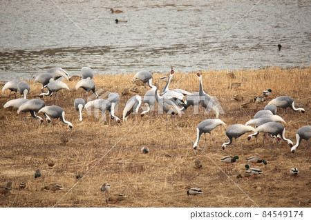 Gangwon-do. Cheorwon-gun. Cranes. Migratory birds. Birds. 84549174