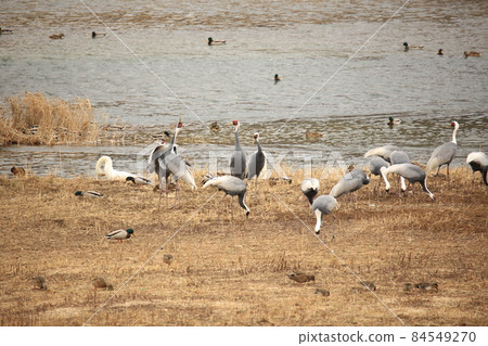 Gangwon-do. Cheorwon-gun. Migratory birds. Cranes Gangwon-do. Cheorwon-gun. Migratory birds. Cranes 84549270