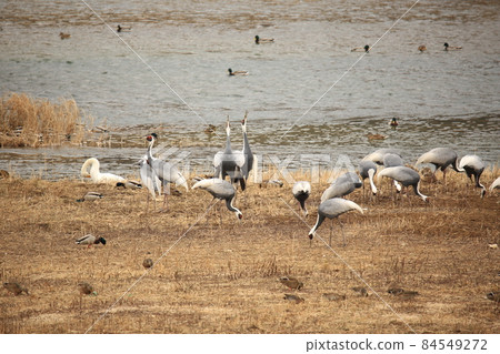Gangwon-do. Cheorwon-gun. Migratory birds. Cranes 84549272