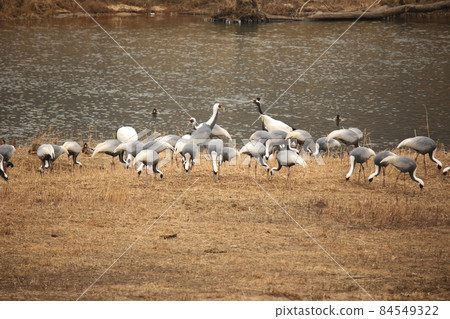 江原道、鐵原郡、候鳥、鶴 江原道、鐵原郡、候鳥、鶴 84549322