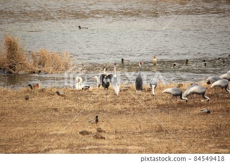 Gangwon-do, Cheorwon-gun, cranes, migratory bird habitat Gangwon-do, Cheorwon-gun, cranes, migratory bird habitat 84549418