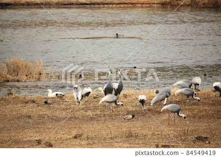 Gangwon-do, Cheorwon-gun, cranes, migratory bird habitat Gangwon-do, Cheorwon-gun, cranes, migratory bird habitat 84549419