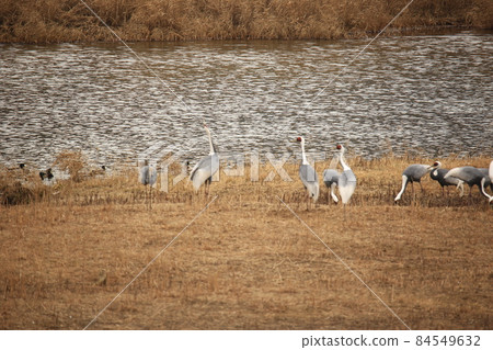Gangwon-do, Cheorwon-gun, migratory bird habitat, cranes 84549632