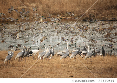 Gangwon-do, Cheorwon-gun, migratory bird habitat, cranes 84549645