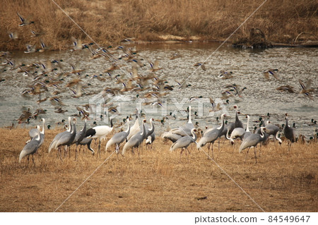 Gangwon-do, Cheorwon-gun, migratory bird habitat, cranes 84549647