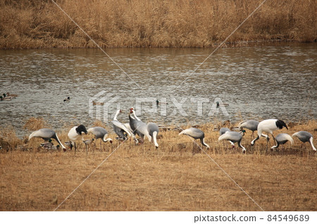 Gangwon-do, Cheorwon-gun, migratory bird habitat, cranes 84549689