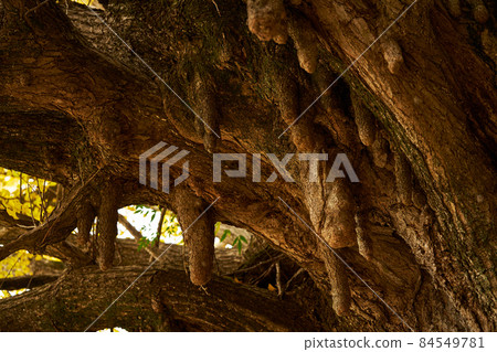 Wakayama Prefecture Fukusada's Great Ginkgo Wakayama Prefecture Fukusada's Great Ginkgo 84549781