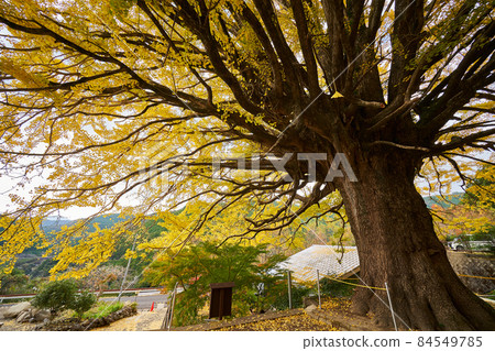 Wakayama Prefecture Fukusada's Great Ginkgo Wakayama Prefecture Fukusada's Great Ginkgo 84549785