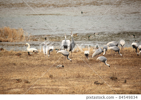 江原道、候鳥棲息地、鐵原郡、鶴 江原道、候鳥棲息地、鐵原郡、鶴 84549834