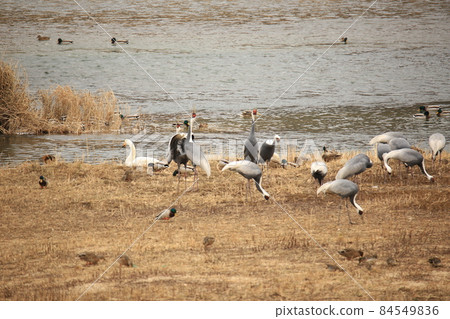 Gangwon-do. Migratory bird habitat. Cheorwon-gun. Cranes 84549836