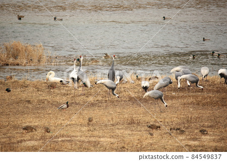 Gangwon-do. Migratory bird habitat. Cheorwon-gun. Cranes 84549837