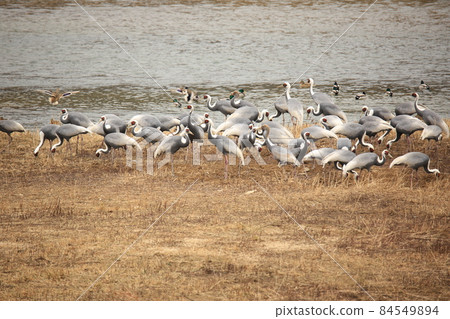 Gangwon-do. Migratory bird habitat. Cheorwon-gun. Cranes Gangwon-do. Migratory bird habitat. Cheorwon-gun. Cranes 84549894