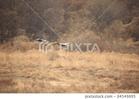 Gangwon-do. Migratory bird habitat. Cheorwon-gun. Cranes 84549895