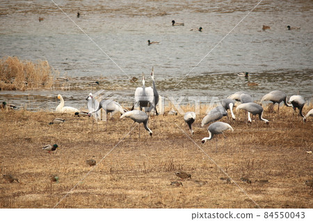 Gangwon-do. Cheorwon-gun. Migratory bird sanctuary. Birding. Gangwon-do. Cheorwon-gun. Migratory bird sanctuary. Birding. 84550043