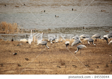 Gangwon-do. Cheorwon-gun. Migratory bird sanctuary. Birding. Gangwon-do. Cheorwon-gun. Migratory bird sanctuary. Birding. 84550044