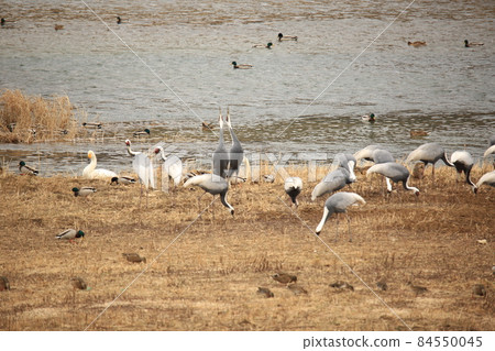 Gangwon-do. Cheorwon-gun. Migratory bird sanctuary. Birding. Gangwon-do. Cheorwon-gun. Migratory bird sanctuary. Birding. 84550045