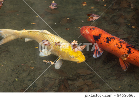 EOSRP. Hiroshima Buttsuji Temple, maple water surface. 84550663