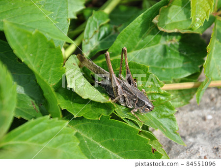 Grey grasshopper sitting on the leaf. Grey grasshopper sitting on the leaf. 84551096
