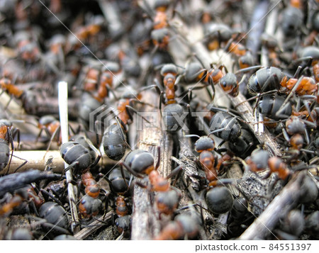 Anthill in the forest.Nature backdrop. 84551397