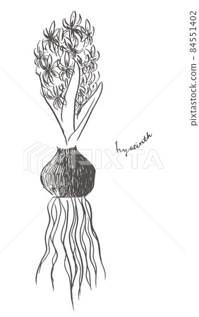 誕生花1 月7 日風信子線條藝術線條藝術 插圖素材 圖庫 誕生花1 月7 日風信子線條藝術線條藝術 插圖素材 圖庫