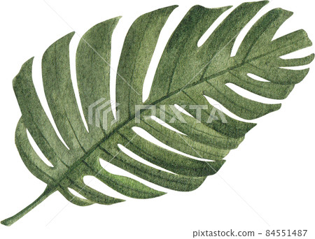 Green leave watercolor clipart png 84551487