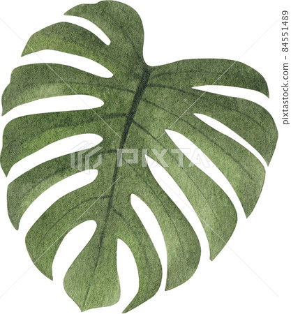 Green leave watercolor clipart png 84551489
