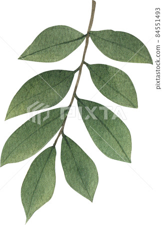 Green leave watercolor clipart png 84551493