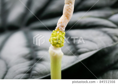 macro close up of Alocasia silver dragon pollen macro close up of Alocasia silver dragon pollen 84551508