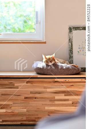 Life with a cat, warm and sunny 112 84552228