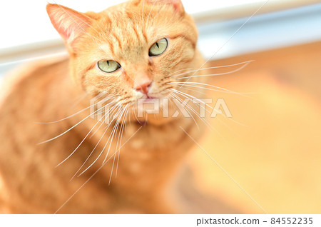 Life with a cat Staring contest Life with a cat Staring contest 84552235