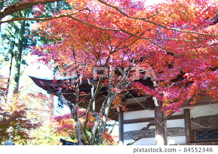 Tennoin 大殿和秋葉 Tennoin 大殿和秋葉 84552346