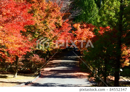 明亮的紅色秋葉的隧道 明亮的紅色秋葉的隧道 84552347