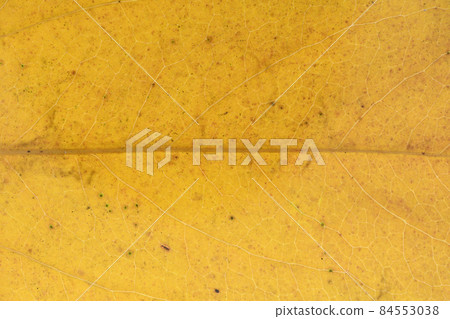 闊葉樹秋葉和葉脈，三裂石竹 84553038