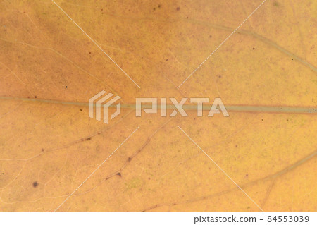 闊葉樹秋葉和葉脈，三裂石竹 84553039