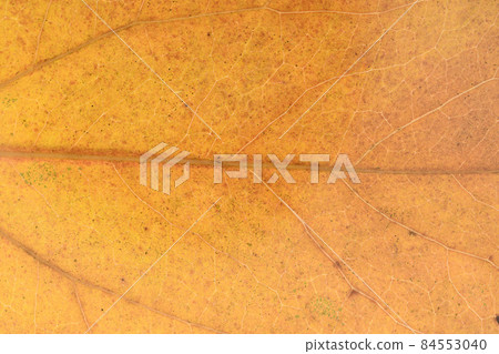 闊葉樹秋葉和葉脈，三裂石竹 84553040