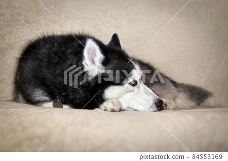 Husky lies on the sofa and looks away. Portrait of gorgeous Siberian Husky dog. Husky with beautiful blue eyes. 84553169