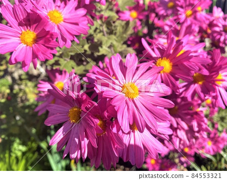 Street corner daisy Street corner daisy 84553321