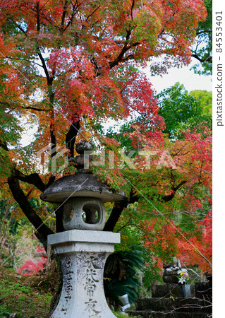 《高知縣》竹林寺和五台山的紅葉 84553401